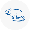 Rat Control Bitton